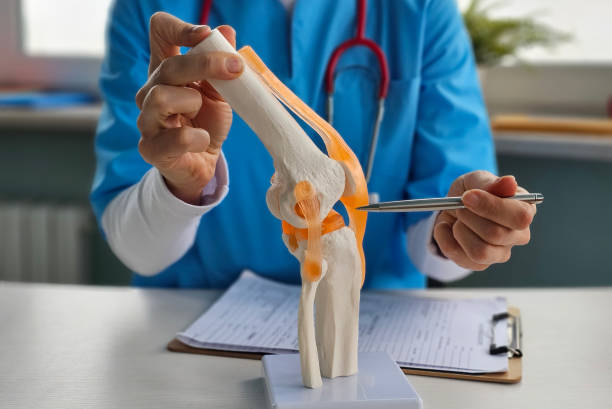 Medical professional in blue scrubs demonstrates a knee joint model with ligaments on a desk surface.
